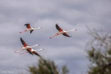 Hervé DIOLOGENT - HSD PHOTO